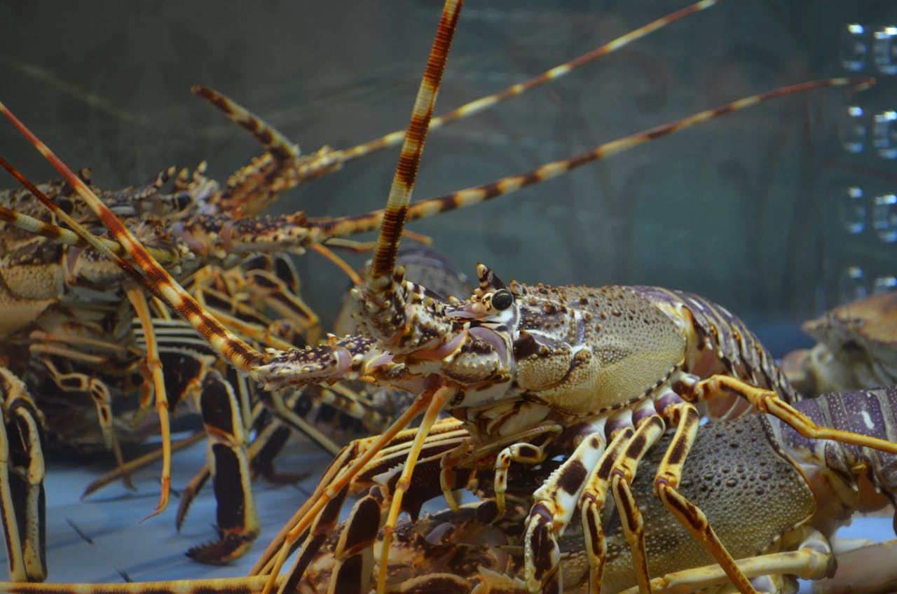 Detailed image of spiny lobsters in a marine aquarium setting.